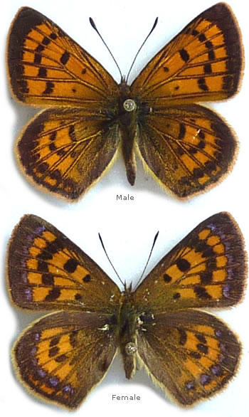 Lycaena salustius 