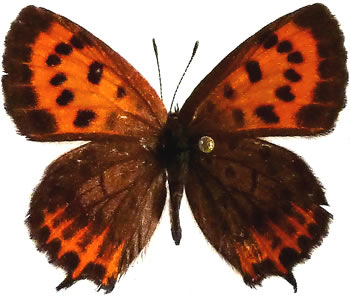 Lycaena svenhedini 