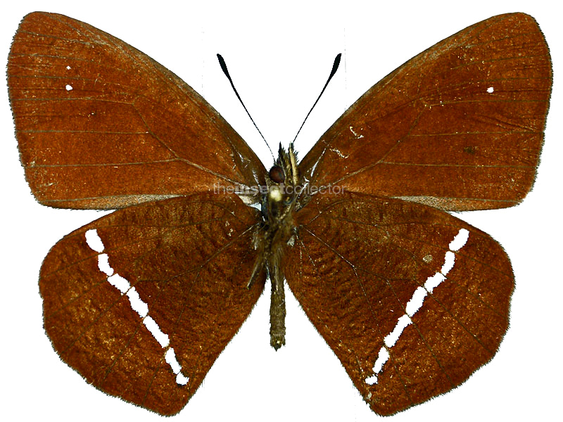 Lymanopoda albocincta