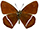 Lymanopoda albocincta