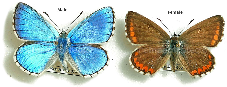 Lysandra bellargus 