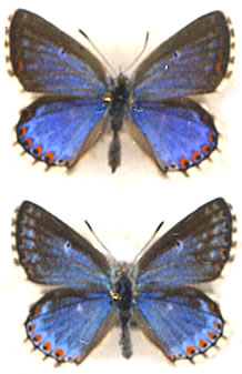 Lysandra bellargus 