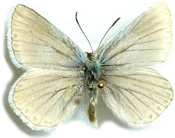 Lysandra hispana 