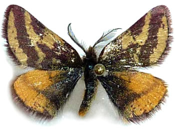 Lythria plumularia 