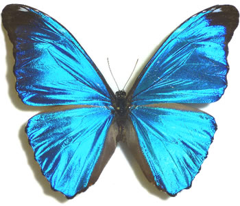 Morpho absoloni 