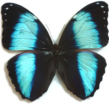 Morpho helenor 