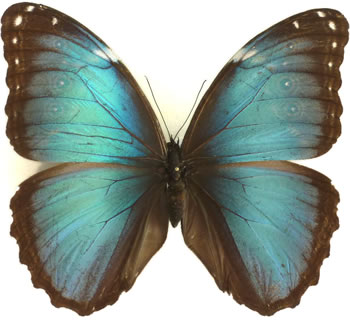 Morpho achilles 