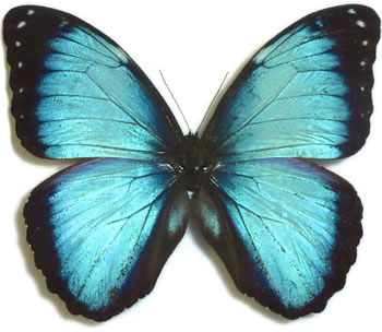 Morpho achilles 