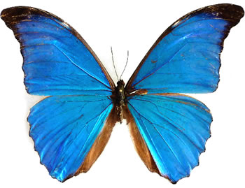 Morpho amathonte 