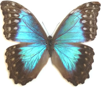 Morpho amathonte 