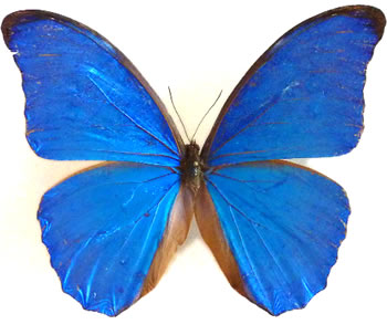 Morpho amathonte 