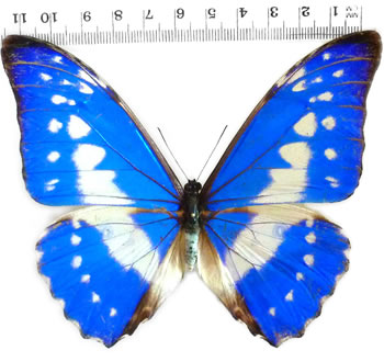 Morpho cypris 