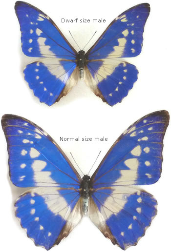 Morpho cypris 