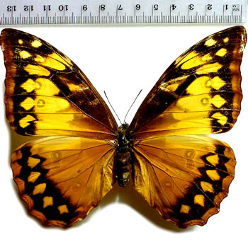 Morpho cypris 