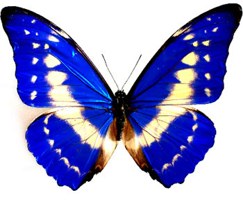 Morpho cypris 