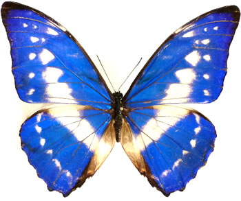 Morpho cypris