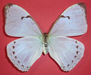 Morpho epistrophus 