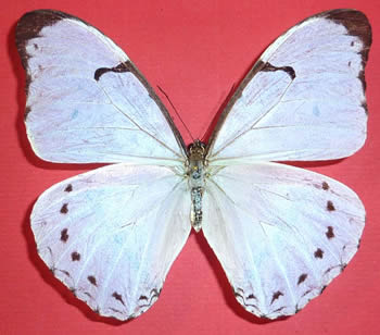 Morpho epistrophus 