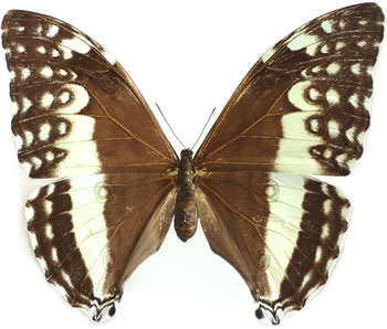 Morpho eugenia 