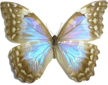 Morpho godartii