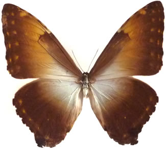 Morpho hecuba 