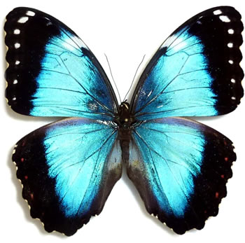 Morpho helenor 