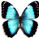 Morpho helenor 