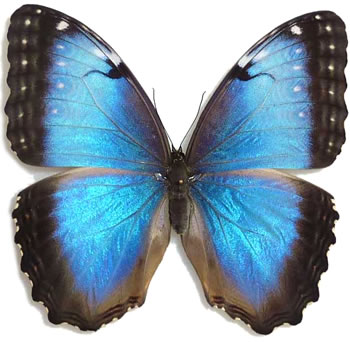 Morpho helenor 