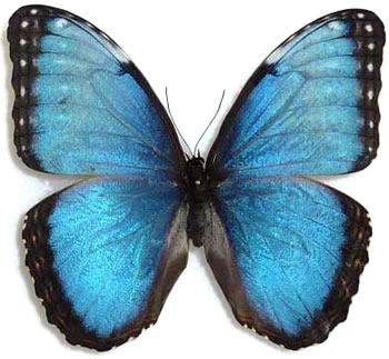 Morpho helenor 