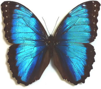 Morpho helenor 