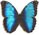 Morpho helenor 