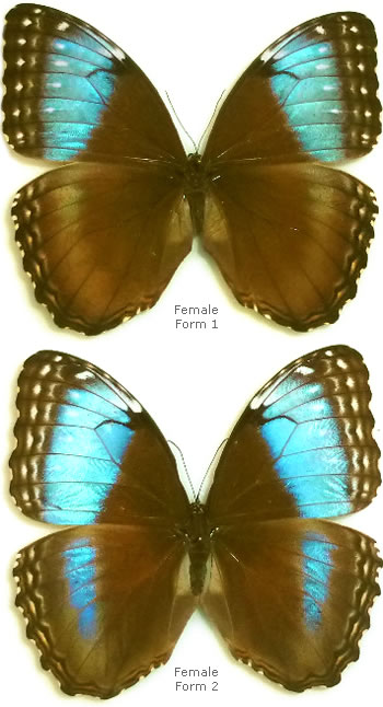 Morpho helenor 