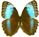 Morpho helenor 