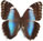 Morpho helenor 