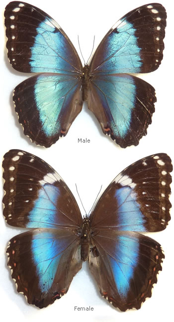 Morpho helenor 