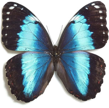 Morpho helenor 