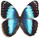 Morpho helenor 