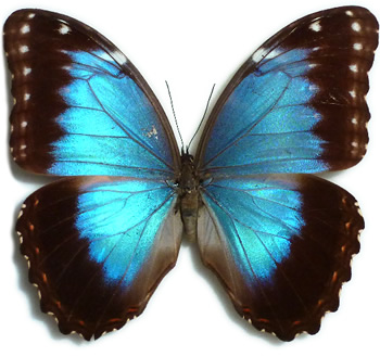 Morpho helenor 