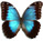 Morpho helenor 