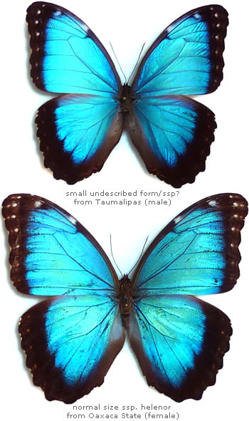 Morpho helenor 