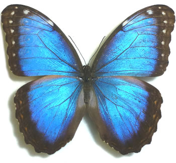 Morpho helenor 