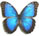 Morpho helenor 