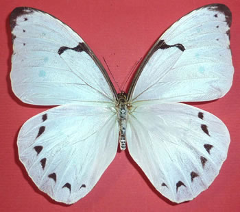 Morpho iphitus 