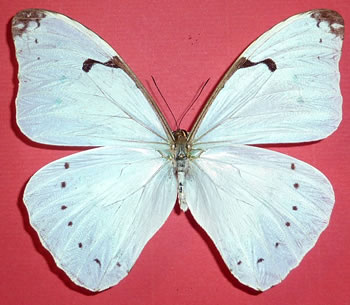 Morpho iphitus 