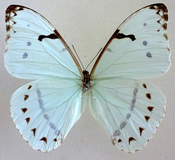 Morpho iphitus 