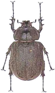 Megasoma joergenseni