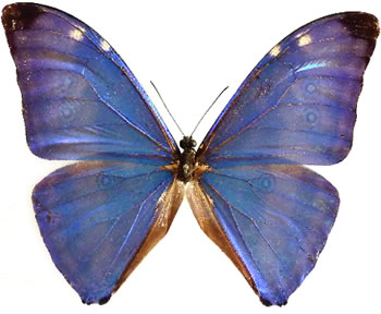 Morpho marcus (=adonis)