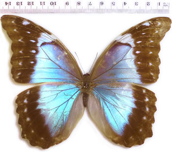 Morpho menelaus 