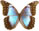 Morpho menelaus 