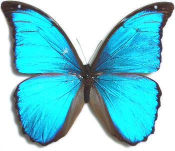 Morpho menelaus 